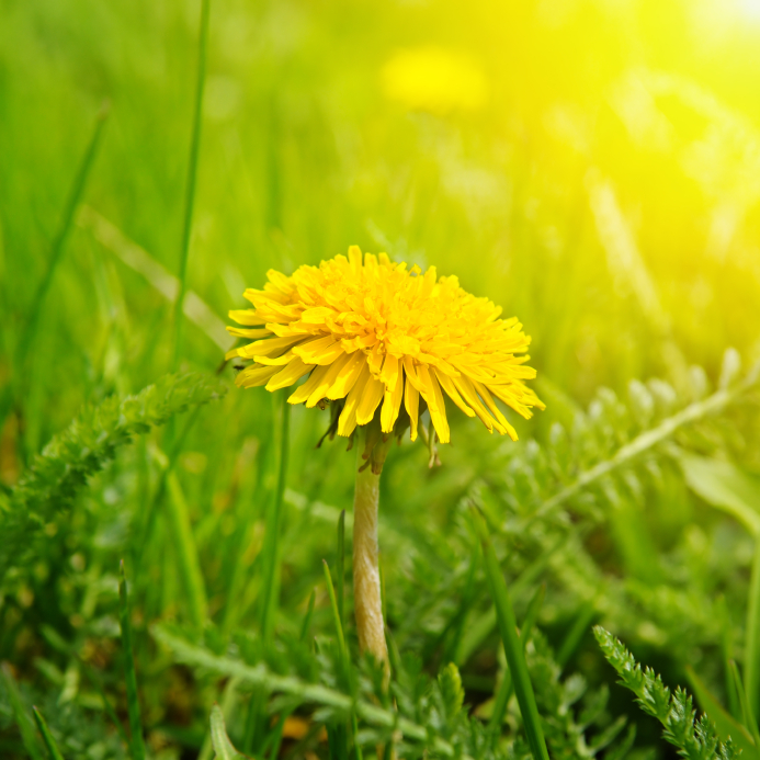 A picture of a dandelion growing in a yard.