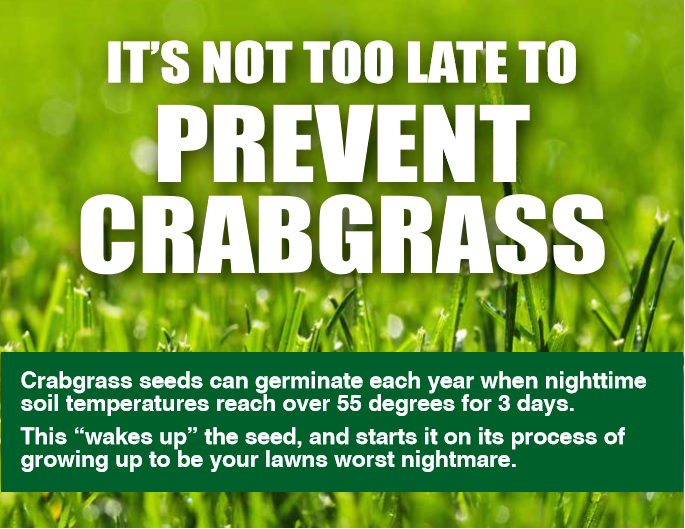 A visual graphic providing information on how to prevent crabgrass.