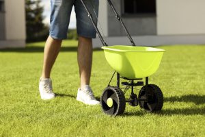 A picture of an adult pushing a spreader in the yard.