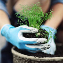 A picture of somebody working on their garden.