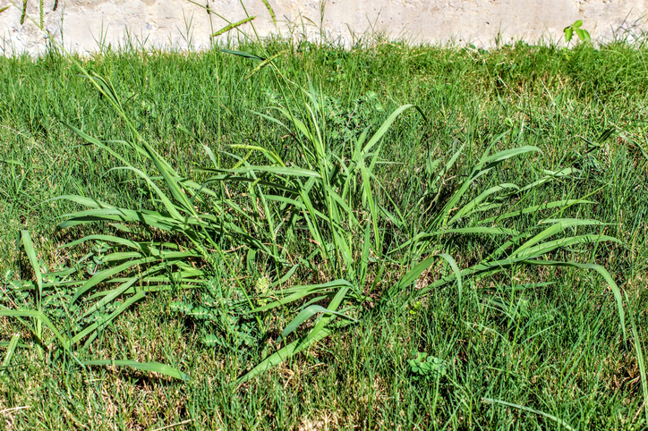 A picture of crabgrass growing in a yard