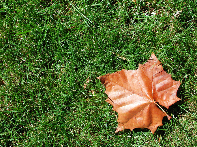 A picture of a single leaf laying on a lawn.