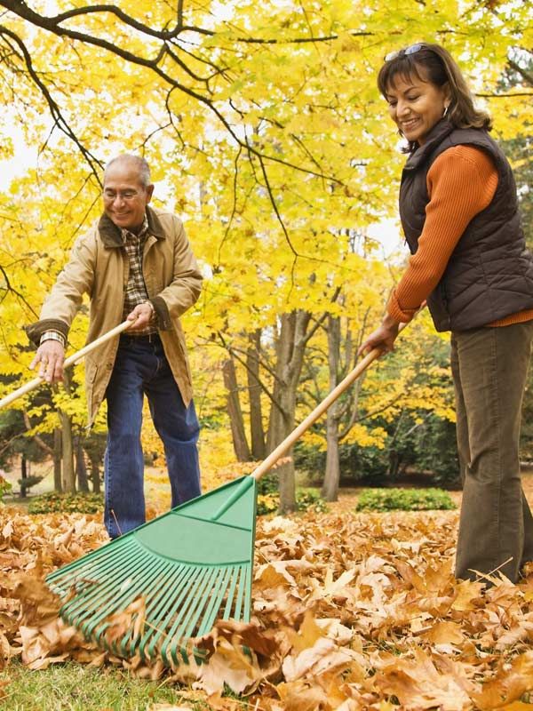 A picture of an adult male and female raking leaves