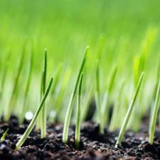 A closeup picture of growing blades of grass