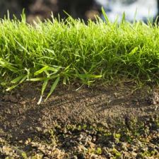 Lawn root system