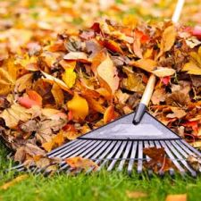 A picture of plant growth and a rake on fallen leaves